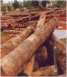 Timber Logs